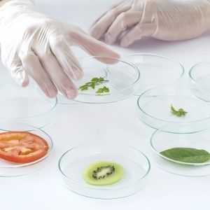 食品、生物化工